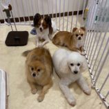 11月3日瑞穂店に参加するDogFamの保護猫01