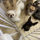 11月3日瑞穂店に参加するDogFamの保護猫02