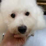 11月3日瑞穂店に参加するDogFamの保護猫04