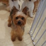 11月3日瑞穂店に参加するDogFamの保護猫05