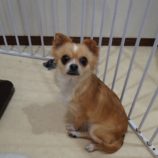 11月3日瑞穂店に参加するDogFamの保護猫06