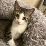 11月10日荒川沖店に参加するホーリーキャットの保護猫01