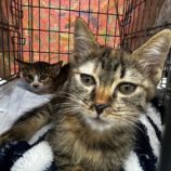 11月10日荒川沖店に参加するホーリーキャットの保護猫03