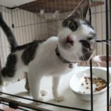 11月10日荒川沖店に参加するホーリーキャットの保護猫04