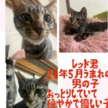 11月10日荒川沖店に参加するホーリーキャットの保護猫05