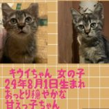11月10日荒川沖店に参加するホーリーキャットの保護猫09