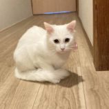 11月17日荒川沖店に参加する茨城さくらねこの会の保護猫01