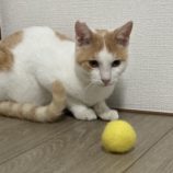 11月17日荒川沖店に参加する茨城さくらねこの会の保護猫02