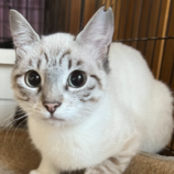 11月17日荒川沖店に参加する茨城さくらねこの会の保護猫03