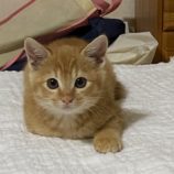 11月17日荒川沖店に参加する茨城さくらねこの会の保護猫04