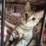 11月17日荒川沖店に参加する茨城さくらねこの会の保護猫05