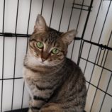 11月17日荒川沖店に参加する茨城さくらねこの会の保護猫06