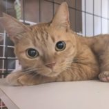 11月17日荒川沖店に参加する茨城さくらねこの会の保護猫07