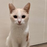 11月17日荒川沖店に参加する茨城さくらねこの会の保護猫08