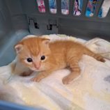 11月17日千葉店に参加する美浜ねこの会の保護猫01