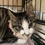 11月17日千葉店に参加する美浜ねこの会の保護猫03