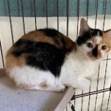 11月17日千葉店に参加する美浜ねこの会の保護猫04