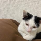 11月17日千葉店に参加する美浜ねこの会の保護猫06