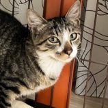 11月17日千葉店に参加する美浜ねこの会の保護猫07