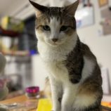 11月17日千葉店に参加する美浜ねこの会の保護猫08