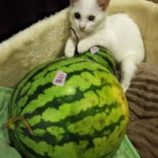 11月17日千葉店に参加する美浜ねこの会の保護猫11