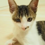 11月17日千葉店に参加する美浜ねこの会の保護猫15