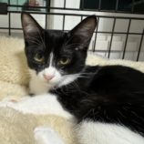 11月17日千葉店に参加する美浜ねこの会の保護猫16