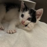 11月17日千葉店に参加する美浜ねこの会の保護猫18