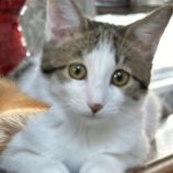 11月17日千葉店に参加する美浜ねこの会の保護猫19