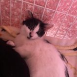 11月17日千葉店に参加する美浜ねこの会の保護猫20