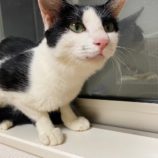 11月17日千葉店に参加する美浜ねこの会の保護猫23