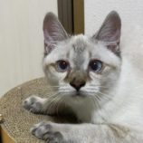 11月17日千代田店に参加するSONA DORASの保護猫01