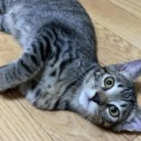 11月17日千代田店に参加するSONA DORASの保護猫02