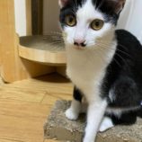 11月17日千代田店に参加するSONA DORASの保護猫03