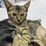 11月17日千代田店に参加するSONA DORASの保護猫04