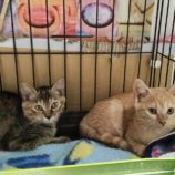 11月17日千代田店に参加するSONA DORASの保護猫05