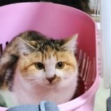 11月17日千代田店に参加するSONA DORASの保護猫06