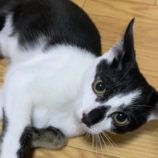 11月17日千代田店に参加するSONA DORASの保護猫07