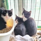 11月17日千代田店に参加するSONA DORASの保護猫08