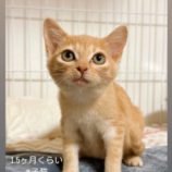 11月17日千代田店に参加するSONA DORASの保護猫09