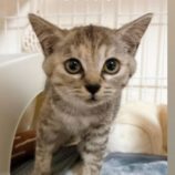 11月17日千代田店に参加するSONA DORASの保護猫10