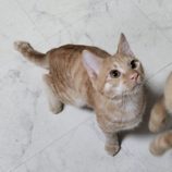 11月17日千代田店に参加するSONA DORASの保護猫11