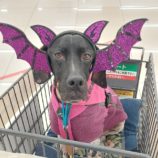 11月17日千代田店に参加するSONA DORASの保護猫12