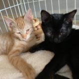 11月17日千代田店に参加するアニマルフレンドの保護猫02