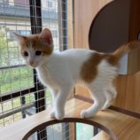 11月17日千代田店に参加するアニマルフレンドの保護猫03