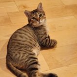 11月17日千代田店に参加するアニマルフレンドの保護猫04