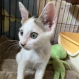 11月17日千代田店に参加するアニマルフレンドの保護猫05