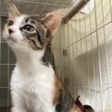 11月17日千代田店に参加するアニマルフレンドの保護猫06
