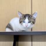 11月10日ひたちなか沖店に参加するネコスペ事務局の保護猫01