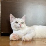 11月10日ひたちなか沖店に参加するネコスペ事務局の保護猫02